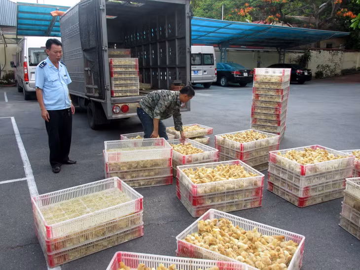 Số gà con giống bị phát hiện và bắt giữ không rõ nguồn gốc.