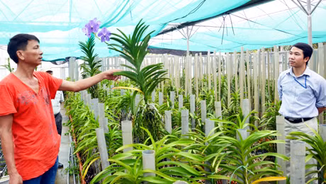Một số loài hoa lan cao cấp ở trang trại hoa Phước Biển.