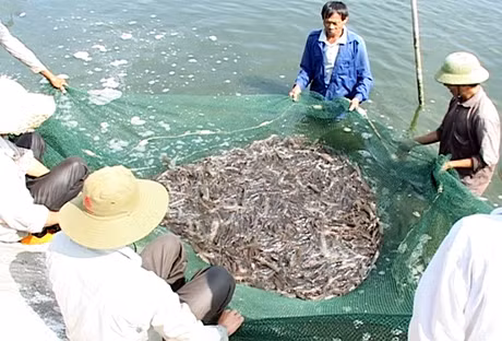 Nông dân xã Tân Bình (Đầm Hà) thu hoạch tôm nuôi vụ thu - đông.