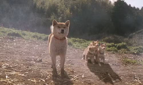 Chó mẹ Mari cùng đàn con đợi chủ trong suốt 16 ngày người dân di tản sau động đất.