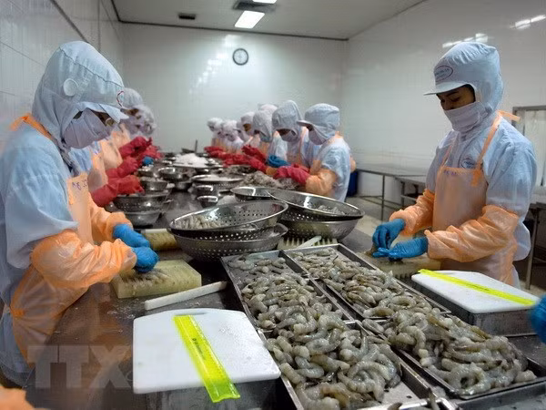 Chế biến tôm đông lạnh xuất khẩu. (Ảnh: Danh Lam/TTXVN)