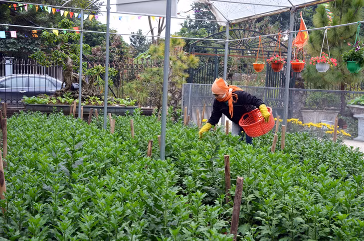 Mô hình trồng hoa của người dân xã Sông Khoai được Trung tâm Dịch vụ - Kỹ thuật nông nghiệp Quảng Yên cung cấp giống và bao tiêu sản phẩm