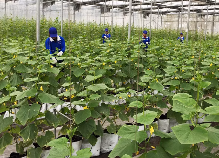Sản xuất nông sản tại cơ sở 188 Green Farm Mạo Khê