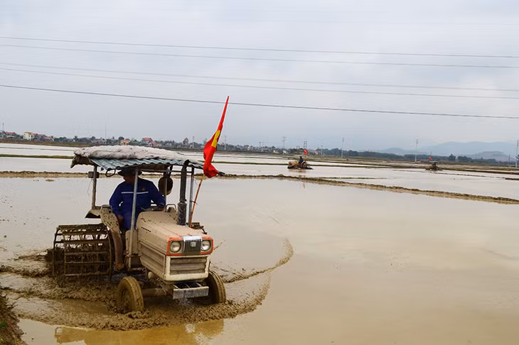 Tính đến hết ngày hôm nay bà con nông dân Đông Triều đã cơ bản hoàn thành gieo, cấy gần 4.300ha lúa Đông Xuân