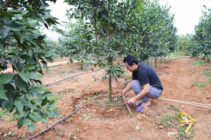 Nhờ áp dụng khoa học kỹ thuật vào canh tác, góp phần nâng cao năng suất thu nhập cho người nông dân ở đây (Khu vườn của hộ ông Hoàng Văn Phong, thôn Phúc Thị, xã Việt Dân).