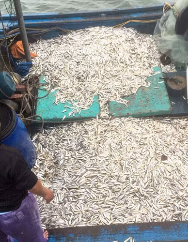  Trừ chi phí, tàu nhỏ thu về 600-700.000 đồng, tàu lớn thu về 1,5-2 triệu đồng. Riêng sáng 23/2, nhiều tàu cập bến thu về gần 50 triệu đồng tiền lãi. Ảnh: Tienphong. 