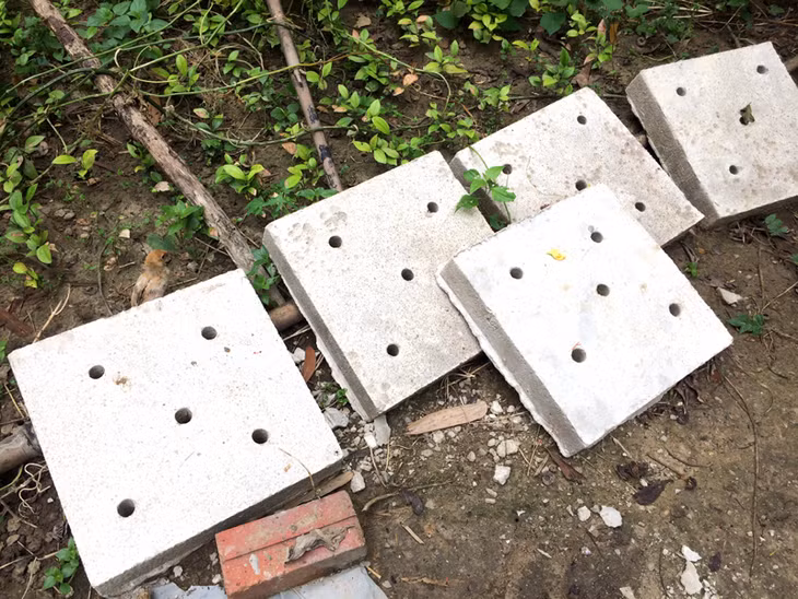 Nền chuồng trâu, bò thoát nước tự động được làm bằng những tấm bê tông dày 8 cm, có đục lỗ
