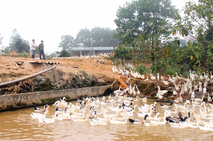 Trang trại chăn nuôi vịt của gia đình anh