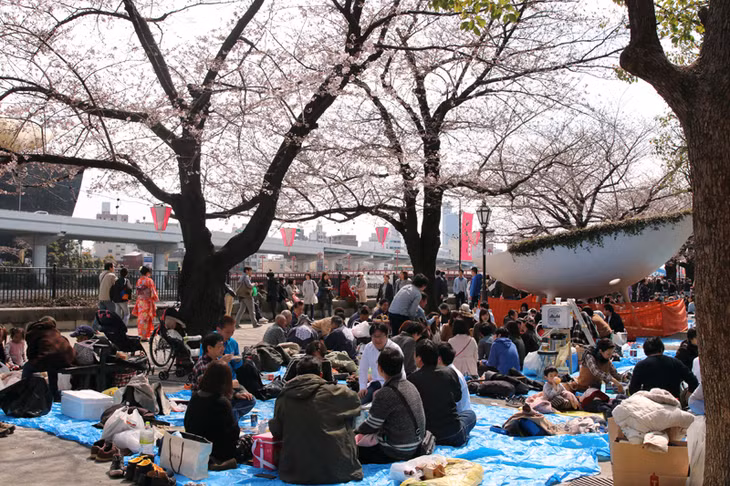 Người dân sum họp bên gia đình và bạn bè dưới tán hoa anh đào dọc hai bờ sông ở Asakusa, Tokyo. 