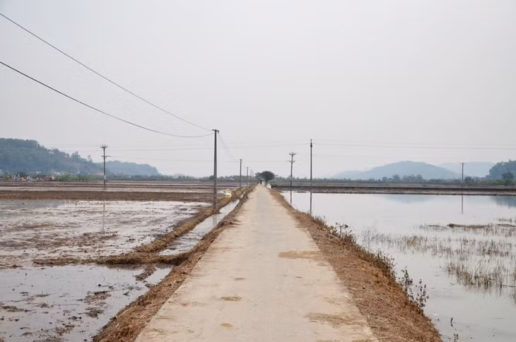 Cánh đồng mẫu lớn tại xã Hồng Phong, TX Đông Triều tạo điều kiện cho cơ giới hóa sản xuất và đầu tư đồng bộ hạ tầng vùng sản xuất tập trung