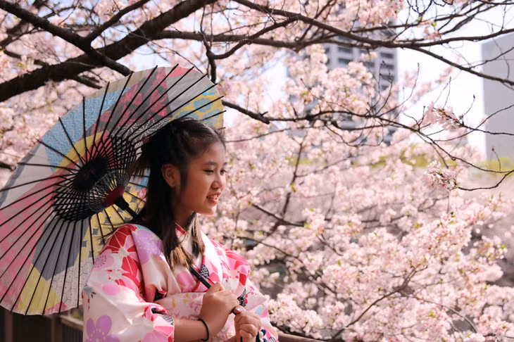 Du khách có cơ hội mặc các bộ kimono chụp ảnh dưới tán hoa anh đào tại Chuo, Osaka.