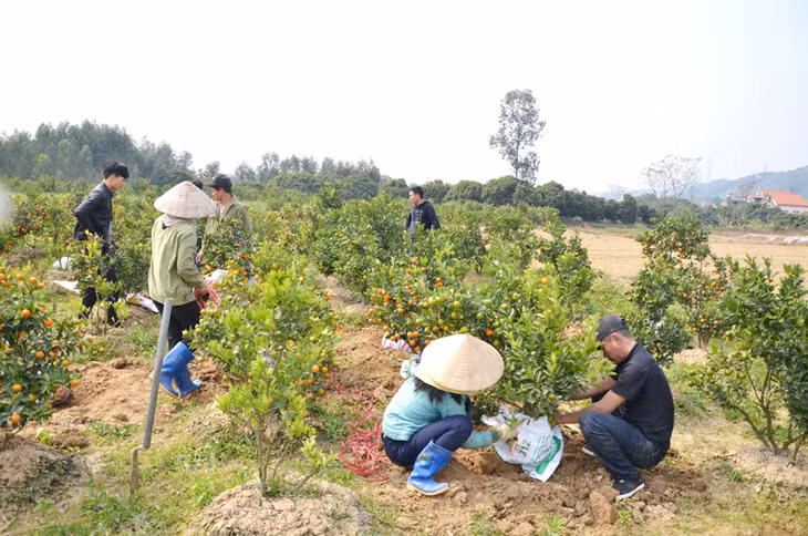 Một góc cánh đồng chuyên trồng hoa tại xã Bình Khê, TX Đông Triều