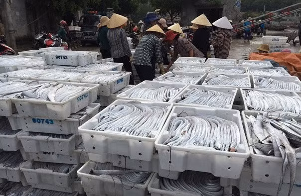  Đặc biệt, có tàu trúng đậm mẻ cá hố xuất khẩu, trị giá hơn 1 tỷ đồng. Ảnh: Baonghean. 
