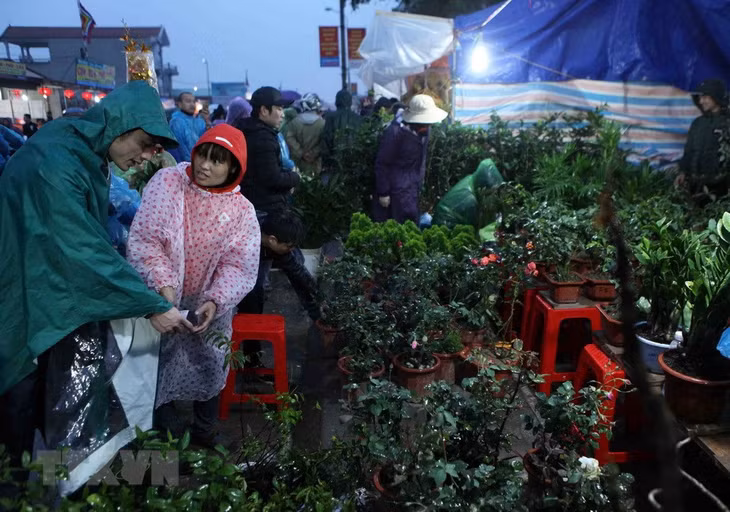 Du khách thập phương chọn mua các loại cây cảnh giống lấy lộc đầu năm. (Ảnh: Quý Trung/TTXVN)