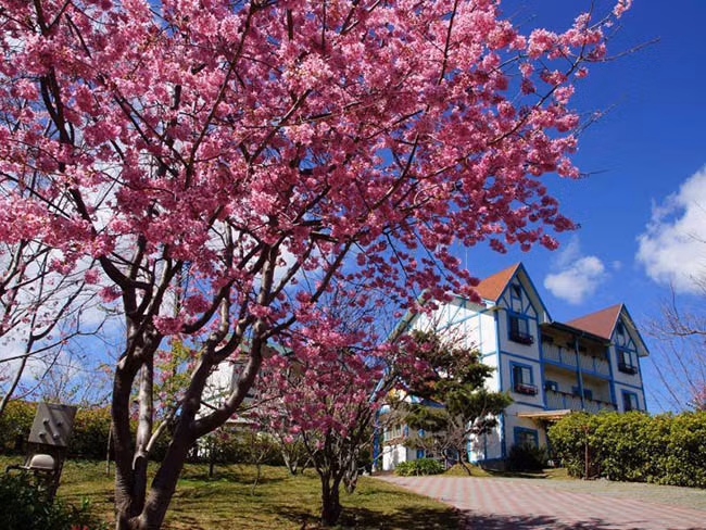  Bên cạnh đó, Cingjing là một ngọn đồi phía sau, vào mùa xuân thời tiết ở đây rất mát mẻ, cây cối tốt tươi, không khí rất dễ chịu. Hoa anh đào ở đây có màu hồng, vào thời gian cao điểm khắp nơi đều phủ một màu hồng phấn rất lãng mạn.