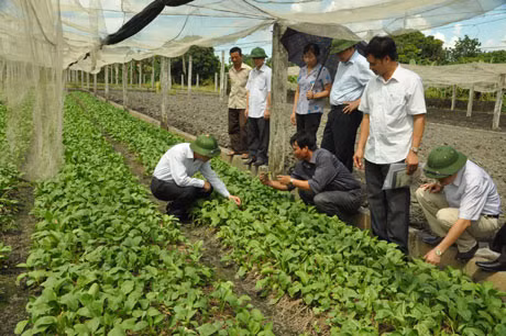 Phó Chủ tịch UBND tỉnh Đặng Huy Hậu kiểm tra mô hình trồng rau an toàn tại Hà Phong.