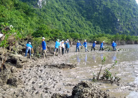 CLB Eco-stars tham gia trồng rừng ngập mặn tại Vụng Ba Cửa, Vịnh Hạ Long.