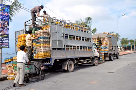 Đội Kiểm soát Hải quan số 2 bắt giữ một vụ nhập lậu gà thải loại, tháng 5-2012.