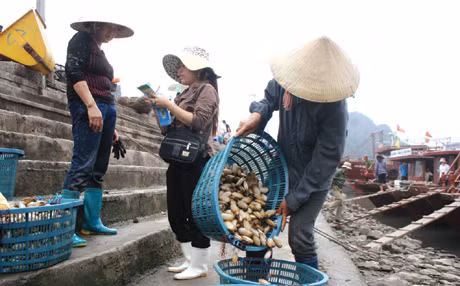 Thu mua hải sản tại cảng Cái Rồng (Vân Đồn).
