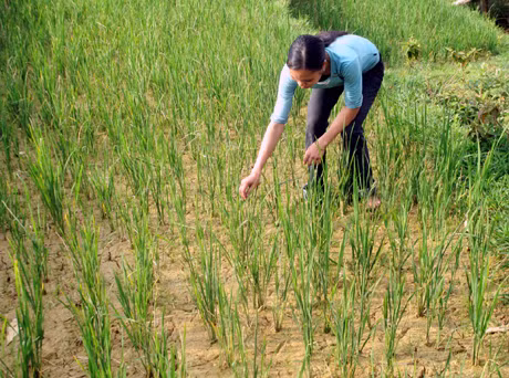 Nhiều diện tích lúa của bà con đang bị nứt nẻ, khô cằn.