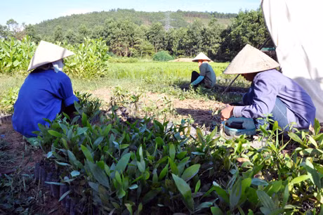 Ươm tạo cây giống trồng rừng ở Công ty Lâm nghiệp Hoành Bồ. Ảnh: Hữu Việt