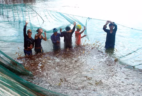 Nhờ áp dụng kỹ thuật và phát triển hợp lý diện tích nuôi mà vụ tôm năm 2012 các hộ nuôi tôm Đông Ngũ đều được mùa.