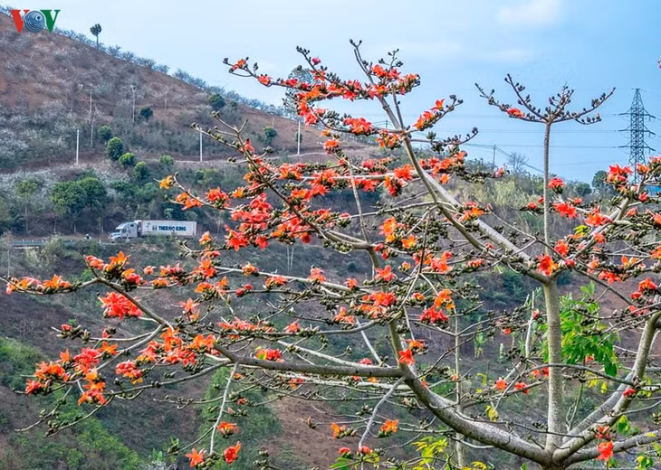 Dọc miền Tây Bắc thời điểm này rất nhiều cây gạo đã và đang chuẩn bị vào mùa nở hoa, thắm sắc.