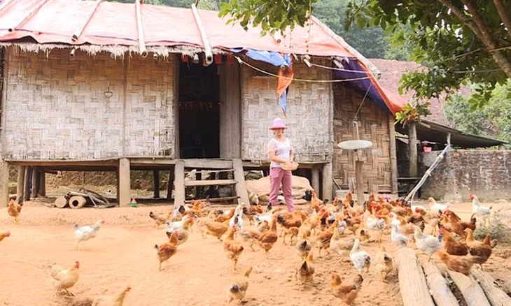 Chị Chìu A Muông, thôn Khe Nà, xã Thanh Sơn, huyện Ba Chẽ chăm sóc đàn gà thương phẩm của gia đình. Ảnh: Dương Hương