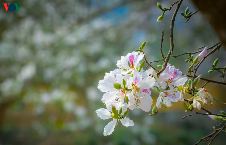 Năm nay hoa Ban tại Điện Biên nở sớm hơn mọi năm.
