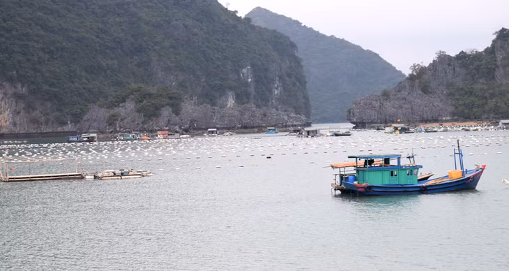 khu vực nuôi ngao của các hộ dân Bản Sen đìu hiu vào mùa dịch