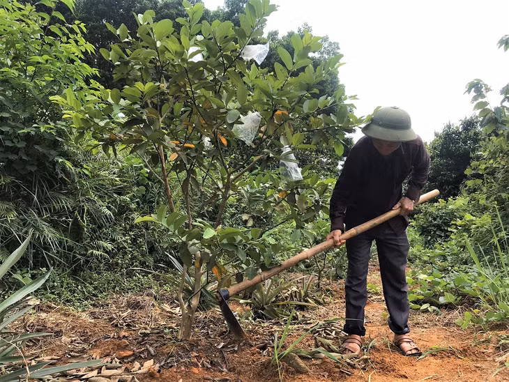 Ông Triệu Quý Bảo, thôn Pắc Cáy, xã Thanh Sơn chăm sóc vườn ổi chuẩn bị cho vụ thu hoạch mới. 