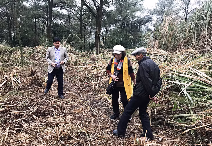 Bà Bạch Quế Hương, chắt nội của doanh nhân Bạch Thái Bưởi thị sát vị trí được cho là nhà ở của cụ Bạch Thái Bưởi