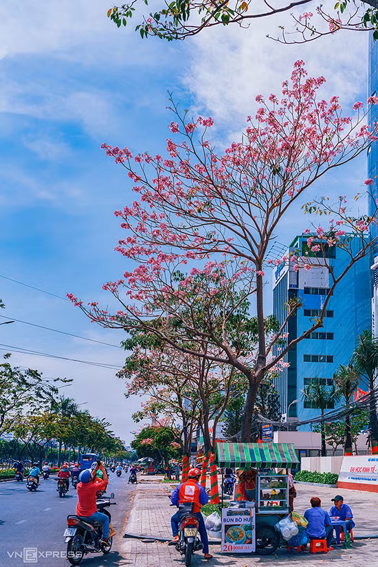Những cây kèn hồng nở bung trước cổng trường Đại học Kinh tế - Tài chính TP HCM, đường Điện Phủ. Bên dưới cây hoa là xe đẩy bán bún bò Huế bình dân. Kèn hồng được trồng nhiều ở trung tâm TP HCM từ năm 2009, đường kính thân trung bình khoảng 50 cm và có thể lớn hơn, tán cây hình dù.