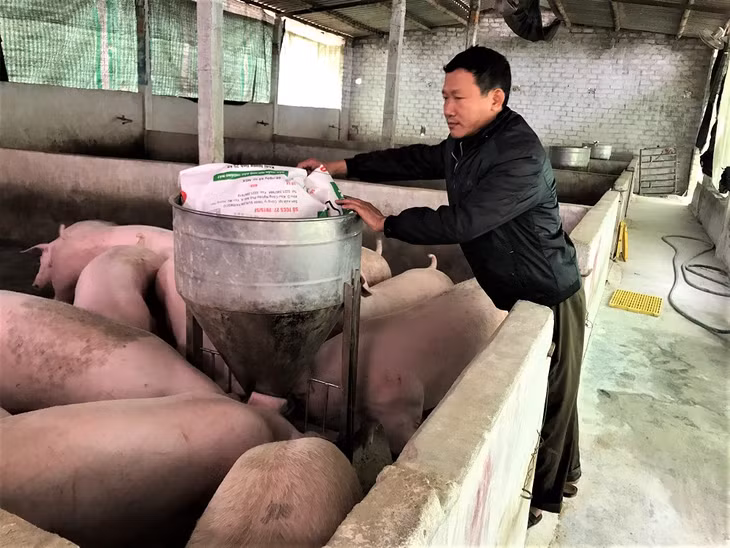 Anh Nguyễn Xuân Hùng, thôn Đồng Đò, xã Bình Khê, TX Đông Triều chăm sóc đàn lợn nái vừa được tái đàn. 
