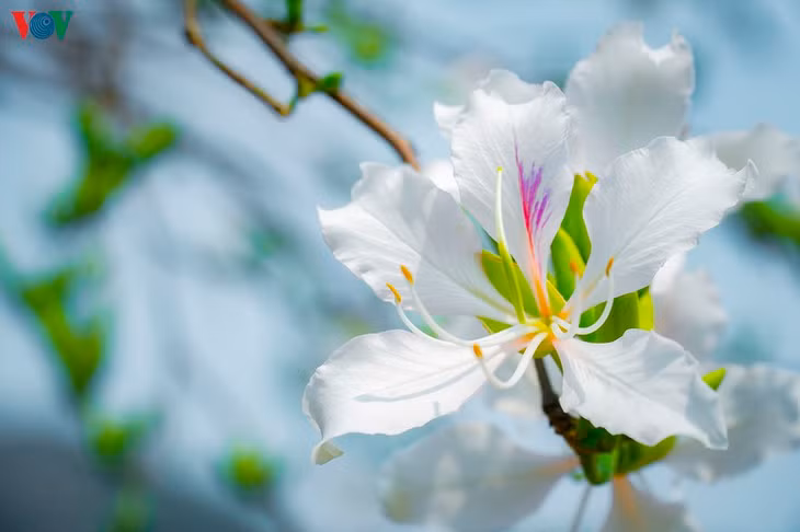 Thường thì vào trung tuần đầu tháng 3, đồng thời cũng là thời điểm diễn ra Lễ hội Hoa Ban sẽ là lúc hoa Ban nở nhiều và đẹp nhất.