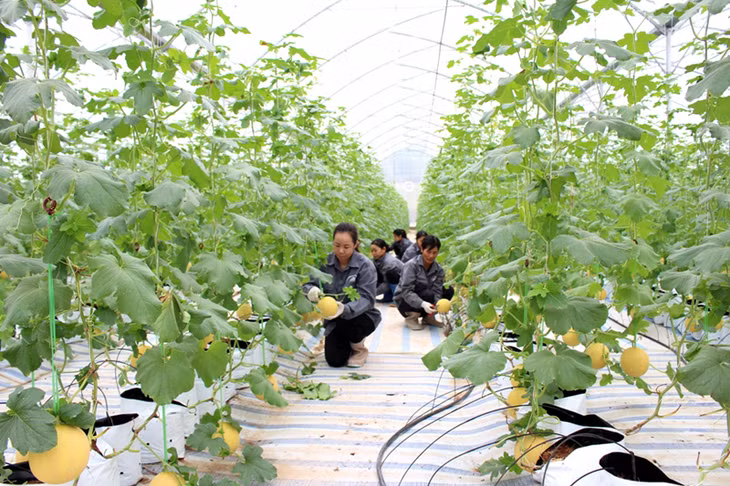 Thu hoạch dưa lưới tại khu nông nghiệp công nghệ cao của Công ty CP Thương mại và Xây dựng Đầm Hà.
