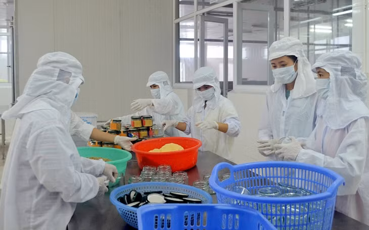 Công nhân Công ty TNHH Sản xuất và Thương mại thuỷ sản Quảng Ninh thực hiện quy trình đóng gói sản phẩm.