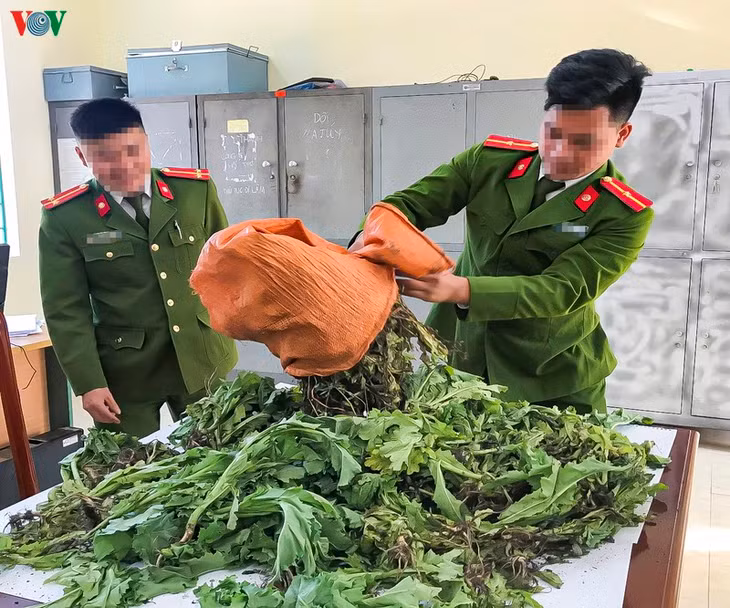  Lực lượng chức năng huyện Nậm Pồ tiến hành kiểm đếm số lượng cây thuốc phiện đã phá nhổ để tiêu hủy.