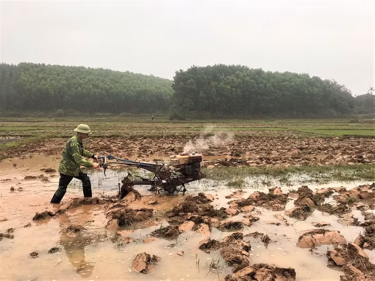 Phần lớn diện tích vụ lúa xuân hè ở Tiên Yên đã được cày bừa sẵn sàng. 