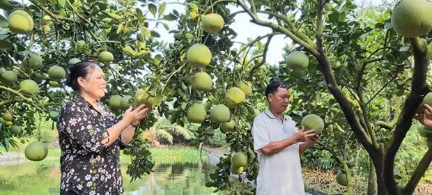 Trong nông nghiệp, thị xã phấn đấu