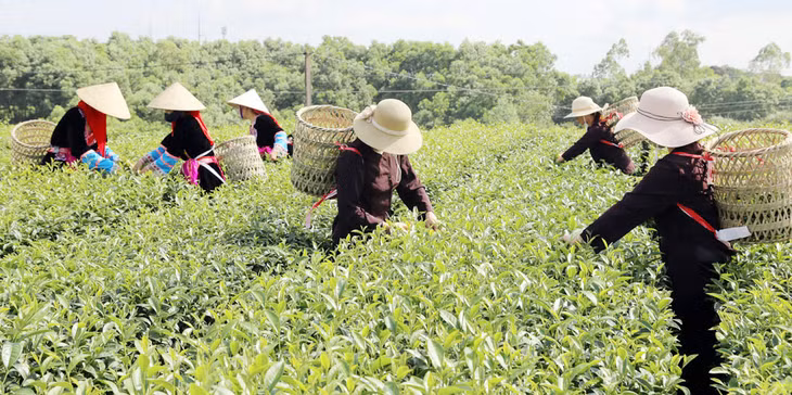 Vùng sản xuất chè tập trung tại xã Quảng Long là một trong số những vùng sản xuất tập trung được huyện Hải Hà quy hoạch và triển khai thực hiện thành công.