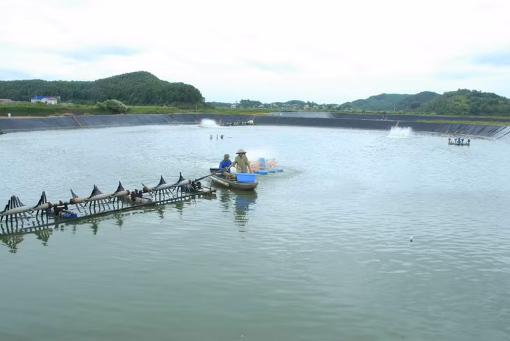 Mô hình nuôi tôm của nông dân thôn Nhâm Cao, xã Đại Bình (Đầm Hà) cho thu nhập ổn định nhờ có được Công ty TNHH Việt - Úc Quảng Ninh cung cấp nguồn giống tôm sản xuất tại chỗ, chất lượng tốt của , kết hợp với việc phòng trừ tốt dịch bệnh,