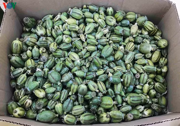 Số quả trong bao tải được xác định là quả của cây thuốc phiện với tổng trọng lượng 22kg.