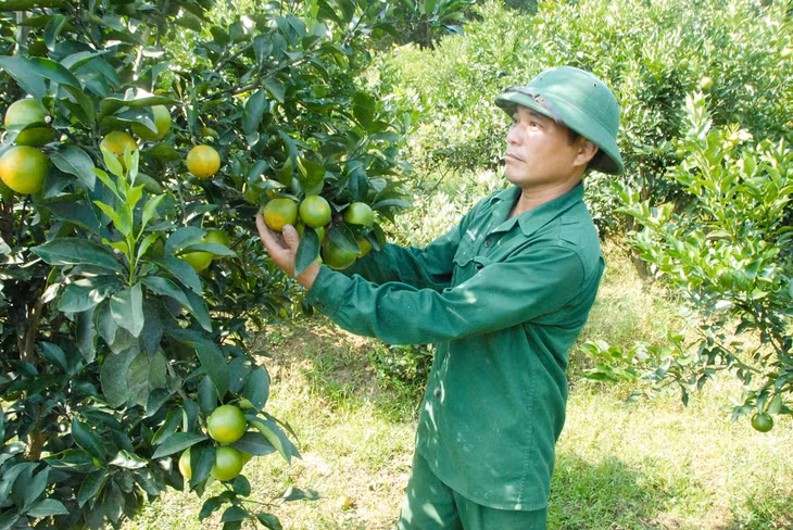 Mô hình trồng cam, quýt trên vườn đồi của hộ anh Doãn Văn Hà (thôn 7, xã Quảng Chính, Hải Hà) được hỗ trợ tích cực từ mô hình 