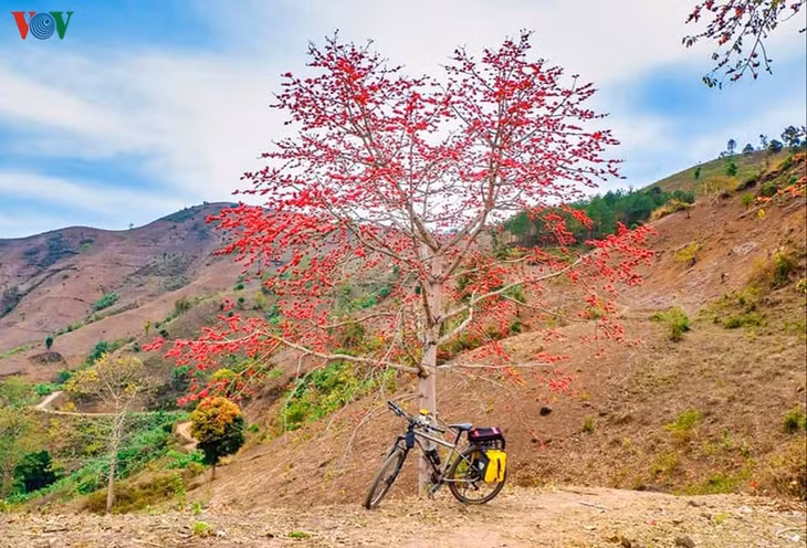 Màu hoa gạo lộng lẫy, quyến rũ bầy sáo đá, chim ruồi và đám ong vây quanh, đồng thời lôi cuốn cả những kẻ săn ảnh lãng du.