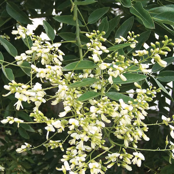 Cây hoa hòe