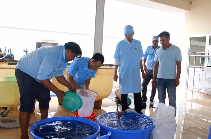 Cung ứng tôm giống thẻ chân trắng cho người dân của Tập đoàn Việt - Úc tại huyện Đầm Hà. Ảnh: Mạnh Trường