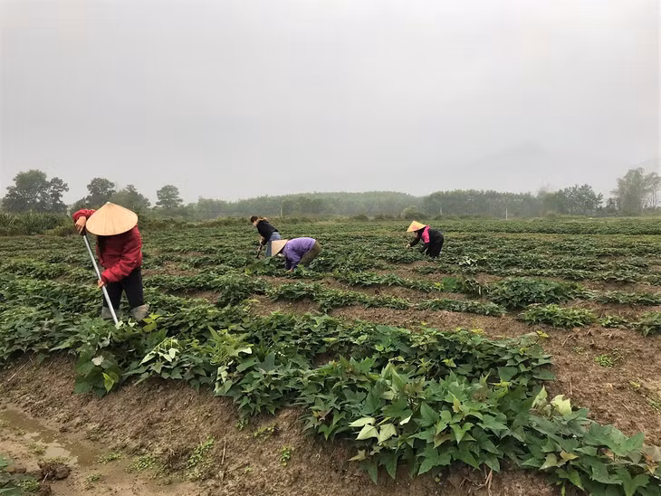 Người dân thôn Đồi Mây, xã Hải Lạng chăm sóc cây khoai lang. 