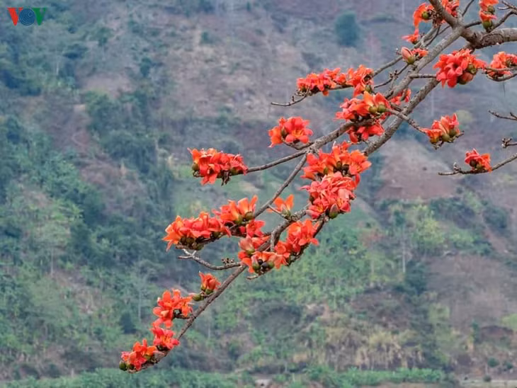 Bông gạo thường được người phụ nữ dân tộc Thái dùng để nhồi đệm, quà tặng cho gia đình nhà chồng khi về làm dâu, thể hiện tấm lòng và sự đảm đang, khéo léo.