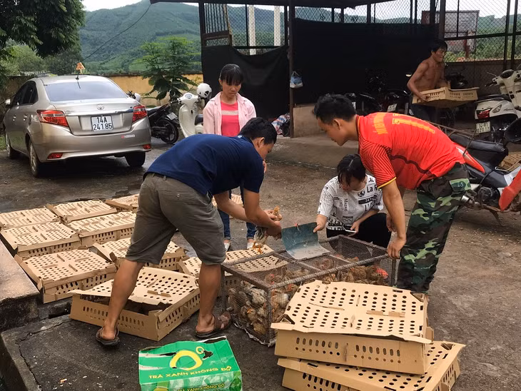 Nông dân xã Thanh Sơn, huyện Ba Chẽ nhận gà giống từ HND tỉnh. 